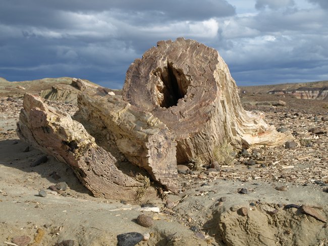 ../../Pictures/231209/004 versteinerter Wald.JPG